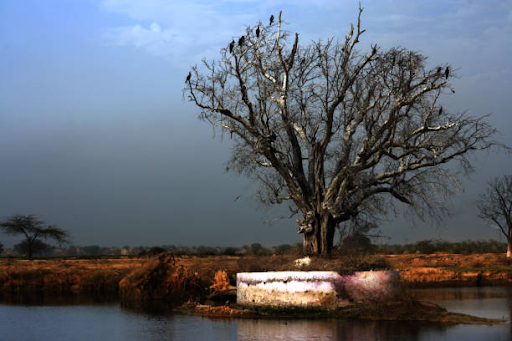 Scenic view of Kalesar National Park